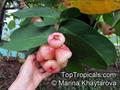 سیب آبی یا میوه زنگوله ای